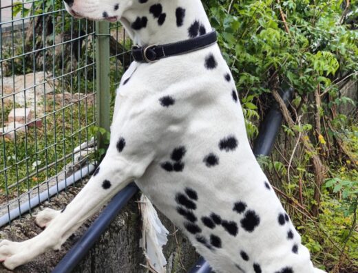 Dalmata maschio Jury disponibile per accoppiamento in Calabria