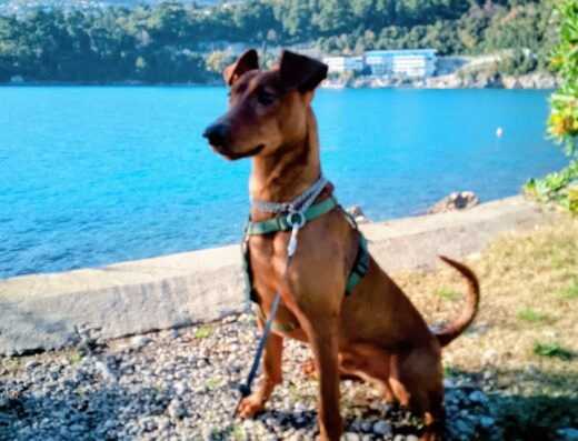 German Pinscher maschio per accoppiamento a Perugia