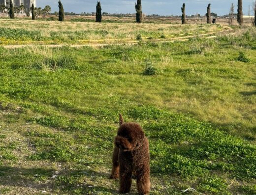 Lagotto Romagnolo per accoppiamento a Foggia