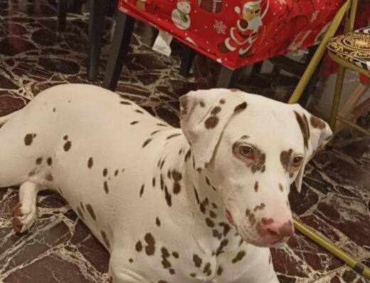 Dalmata femmina cerca maschio per accoppiamento a Bergamo