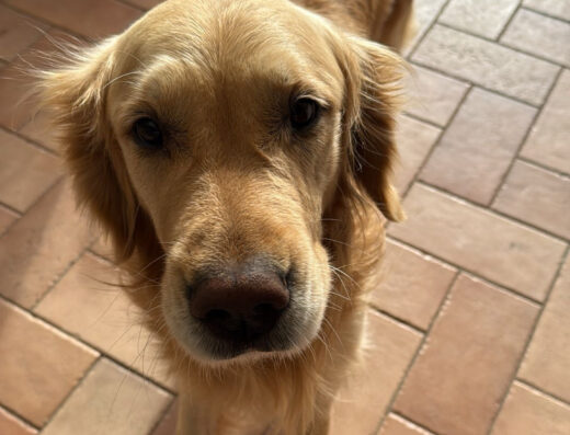 Golden Retriever maschio per accoppiamento ad Amalfi