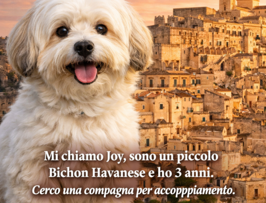 Bichon Havanese per accoppiamento a Matera