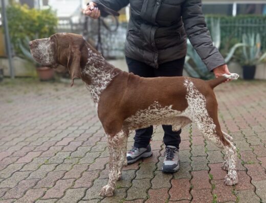 Bracco Italiano stallone roano marrone per monte FLASH Rimini