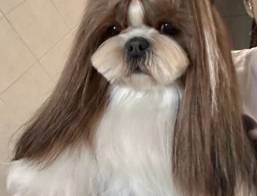 Shih Tzu femmina per monta a Pescara
