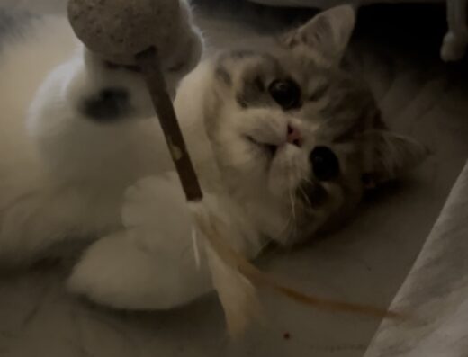 Exotic Shorthair maschio per accoppiamento a Monza