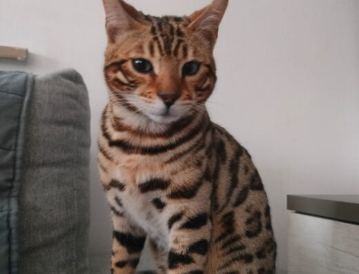 Maschio Bengala per accoppiamento ad Ascoli Piceno