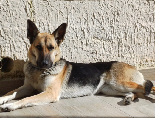 Incrocio Pastore Tedesco femmina per monta a Messina