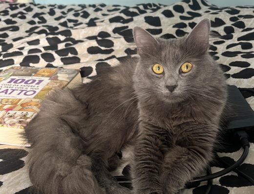 Gatta norvegese Greys cerca gatto per accoppiamento Torino