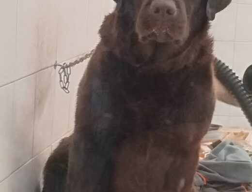 Labrador chocolate maschio per monta a Roma ENCI