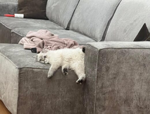 gatta British Longhair cerca gatto maschio per monta a Perugia