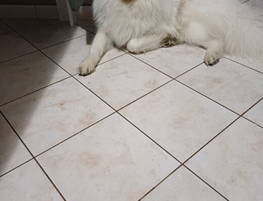 Samoiedo maschio con pedigree per accoppiamento