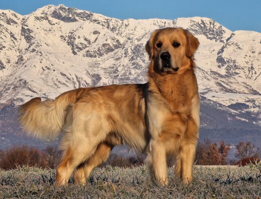 Golden Retriever Pedro per accoppiamento a Torino