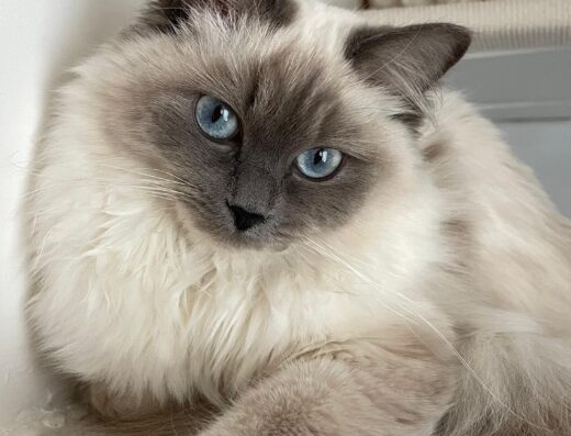 Gatta Ragdoll Blue Point per monta a Venezia