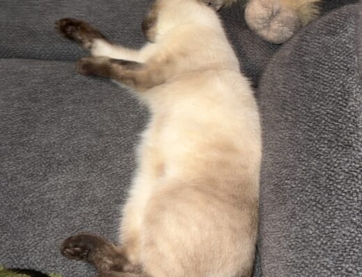 Gatto Oreo cerca fidanzata ad Avellino