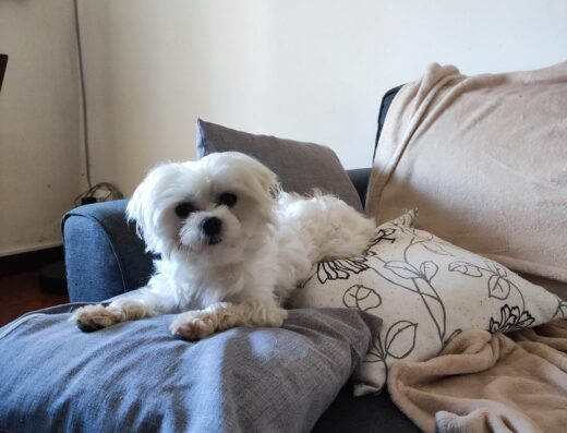 Maltese maschio con pedigree disponibile per accoppiamento a Brescia