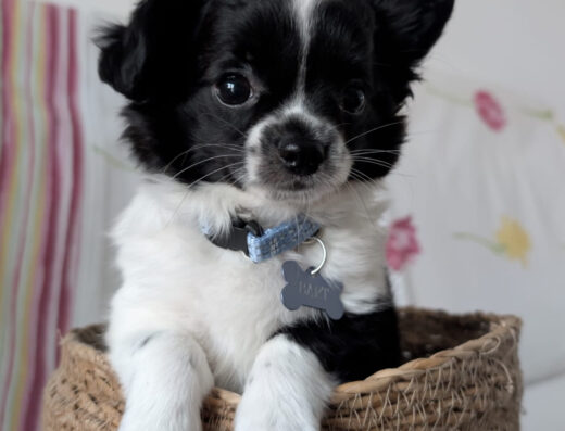 Chihuahua maschio pelo lungo per accoppiamento a Roma