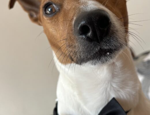 Jack Russell tricolore disponibile per accoppiamento a Roma