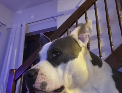 Pitbull con pedigree cerca femmina ad Alessandria