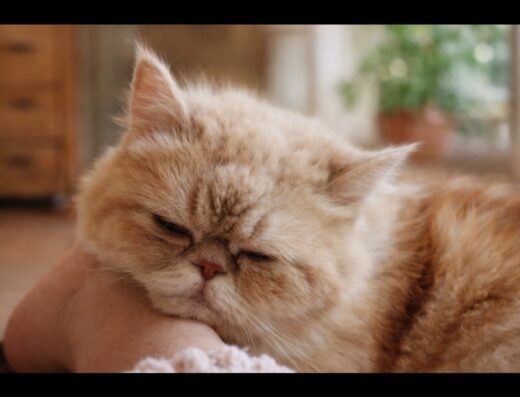 Gatto femmina Exotic Shorthair Sissi disponibile per accoppiamento a La Spezia