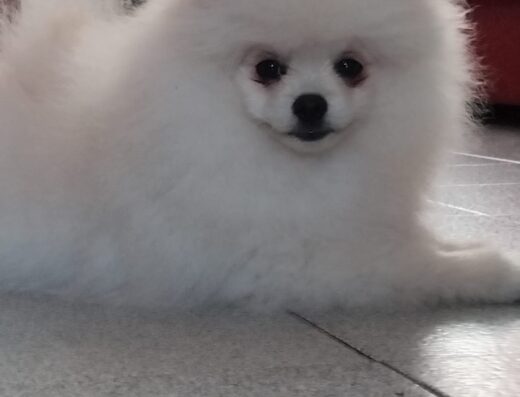 Pomerania nano maschio per accoppiamento Latina Yuki