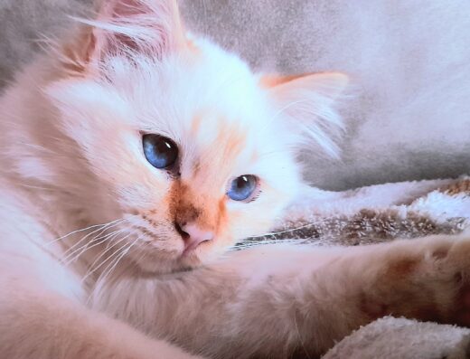 Sacro di Birmania maschio per accoppiamento Firenze