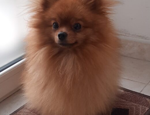 Spitz di Pomerania maschio monta Reggio Calabria pedigree ENCI