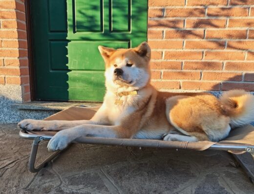 Cane Akita Inu maschio con pedigree disponibile per accoppiamento a Pavia