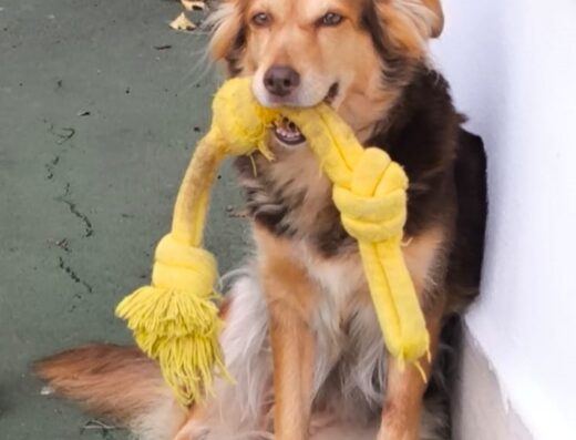 Volpina cerca maschio per accoppiamento Napoli Pozzuoli