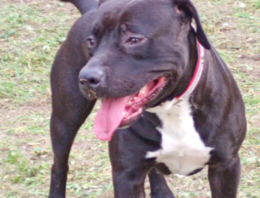 Ares, maschio di Pitbull Terrier disponibile per accoppiamento a Roma