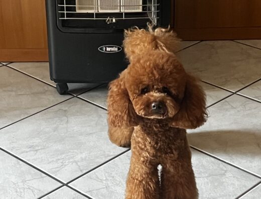 barboncino nano red per monta a milano