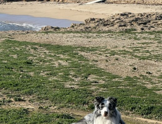 Border Collie Blue Merle per monta disponibile a Pisa e Toscana