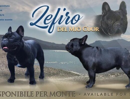 Bouledogue Francese da monta pedigree certificato a Varese