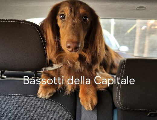 bassotto arlecchino cioccolato nano pelo lungo per monte