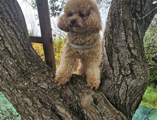 Barboncino toy maschio per monta a Taranto