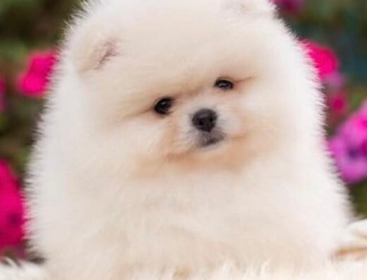 Volpino di Pomerania crema maschio disponibile per accoppiamento a Vicenza