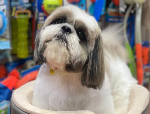 Shih Tzu maschio Shalom disponibile per accoppiamento a Torino