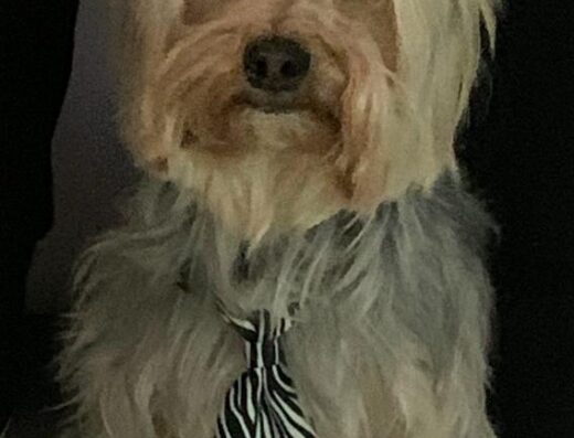 Yorkshire Terrier maschio Paki disponibile per monta a Potenza