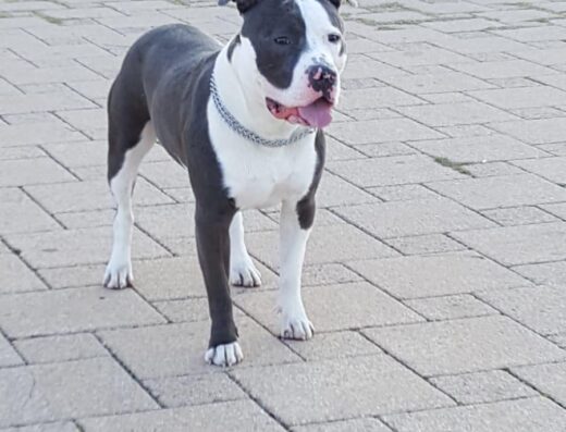 Amstaff maschio disponibile per accoppiamento a Bari