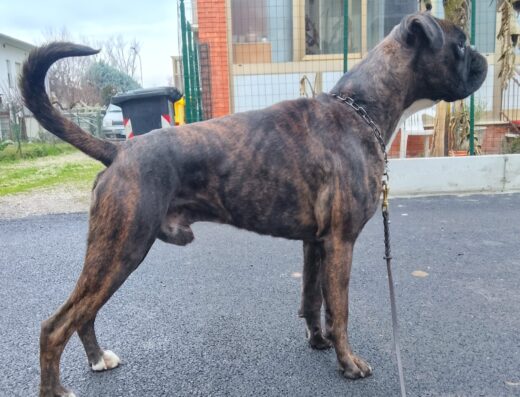Boxer maschio con pedigree ENCI disponibile per monta a Perugia