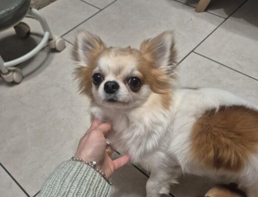Chihuahua maschio a pelo lungo con pedigree disponibile per monta a Frosinone
