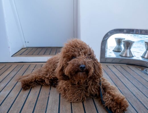 Barboncino Toy fulvo con pedigree ENCI disponibile per accoppiamento a Torino