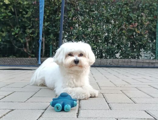 Maltese maschio per accoppiamento Torino